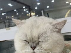 -共舞时光猫咖·狗咖(新街口店)
