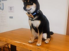 -豆柴町-柴犬主题狗咖(红鼎国际C座店)