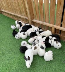 -萌宠亲子动物乐园(槐房万达店)