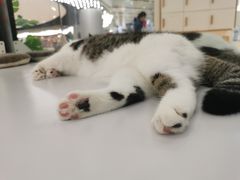 -COLOR PETS 撸猫馆·购猫·猫咖(长风大悦城店)