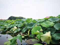 -荷塘月色湿地公园·向阳花洲