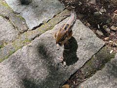 -五营红松林海景区