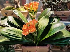 -双季花艺园艺市场(浦东店)