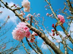 -天适樱花悠乐园