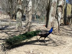 -新疆天山野生动物园