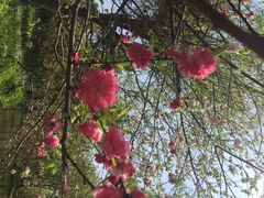 南汇桃花村-南汇桃花村