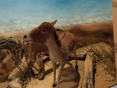 -Behring World of Animals(上海自然博物馆店)