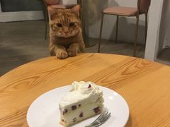 -有猫主题·治愈系猫咖(曾厝垵店)