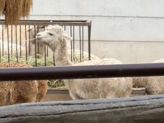 -青藏高原野生动物园