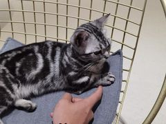 -藏猫猫咖啡主题馆(中央大道店)