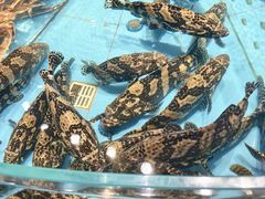 -渔傅·霞浦滩涂海鲜(建平店)