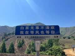 -白茶原·一片叶子