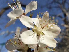 -五谷粮煎饼卷大葱(景星店)