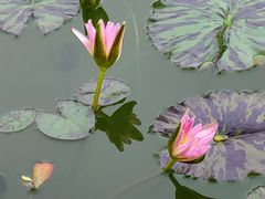 -国家植物园南园