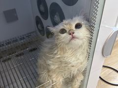 -佐罗家宠物馆·猫文化馆(紫霞路店)