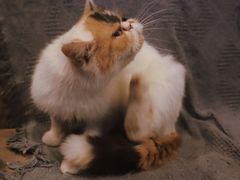 -平行世界·猫咖(首经贸店)