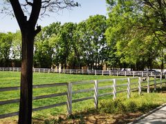 -北京群众马术培训基地