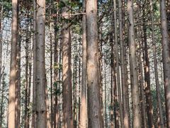 -冶父山国家森林公园