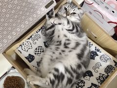 -凯瑞希宠物医院·狂犬免疫·微创·皮肤科
