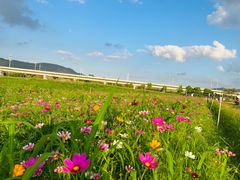 -光明小镇欢乐田园
