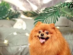 -超宠爱宠物摄影-Super pet