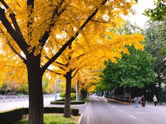 -三里屯东五街银杏大道
