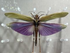 -国家自然博物馆