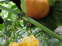 -万源龙顺度假庄园生态观光园