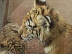-西霞口神雕山野生动物世界