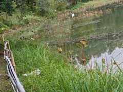 -福建鲤鱼洲酒店