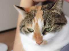 -艾贝尔宠物医院 ·内科全科(梁溪路店)