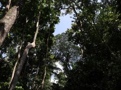 -西双版纳原始森林公园