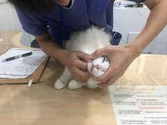 -伟伟宠物医院·CT影像中心·瑞派犬猫综合性门诊(汉口总院)