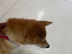 -全心全意连锁动物医院·微创中心·内科急重症·心脏专科(丰管路店)