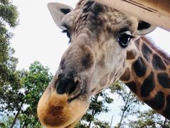 -清迈夜间动物园