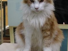 -十年猫舍·猫咪专门店(普陀店)