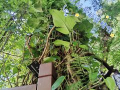 -深圳仙湖植物园
