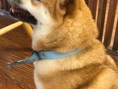 -豆柴町-柴犬主题狗咖(红鼎国际C座店)