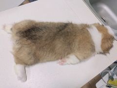 -西安京西宠物医院·瘫痪·疑难杂症