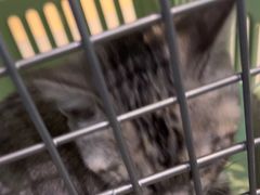 -御宝贝·A梦猫科宠物医院(国际猫友好医院)
