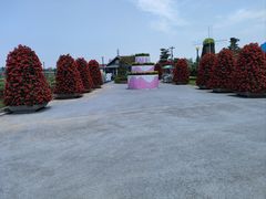 -荷兰花海