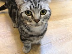 -猫咪派对(江南西店)