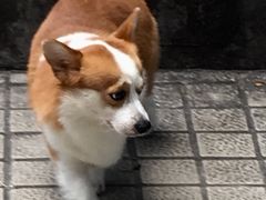 -小梁哥云吞面(黄贝岭店)