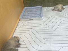 -帕帕拉兹宠物(亚洲旗舰店)