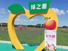 -莲花山花海