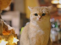 -咖法森林·咖啡  酒吧(天河店)