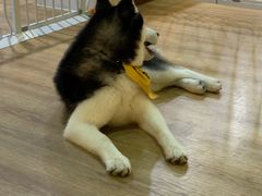 -Husky Go! 哈士奇体验馆·宠物咖啡厅狗咖