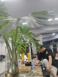 -HD HAIR STYLE