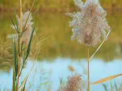 -福田红树林生态公园