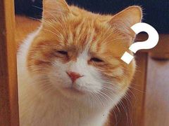 -猫小院猫主题咖啡厅(北锣店)